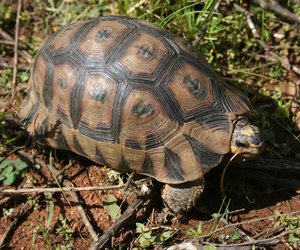 Pearly Beach Bewarea Conservancy - Tortoise Project